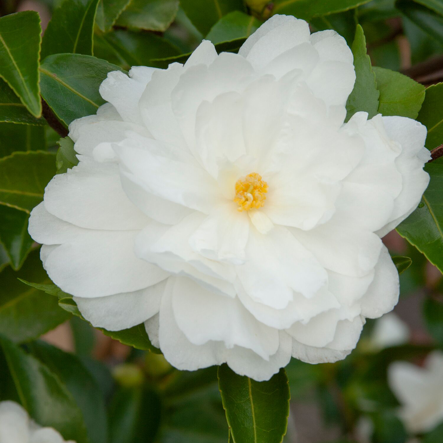 white gardenia flowers with green foliage