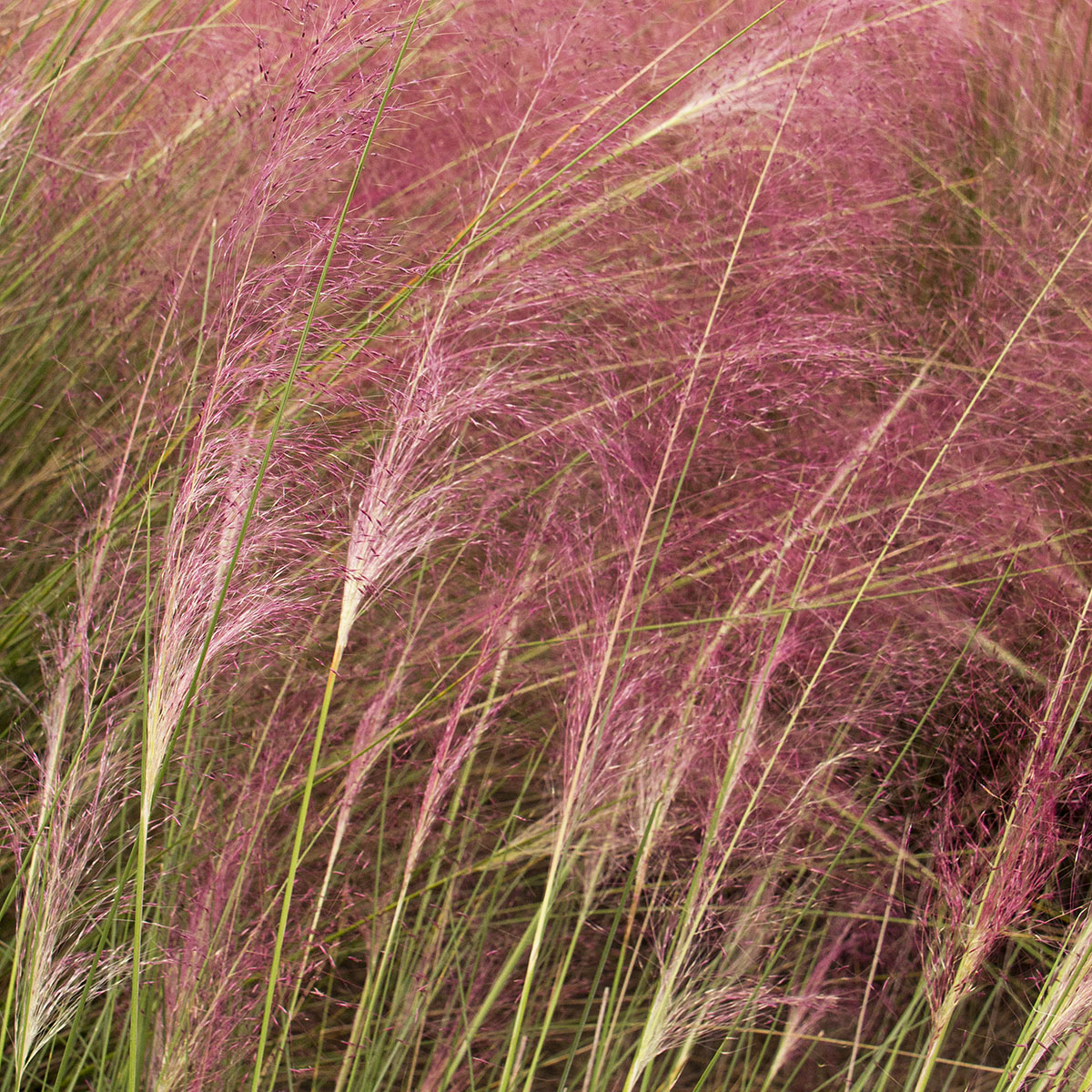 2467_Muhlenbergia_capillaris_Lenca_Regal_Mist_0037M