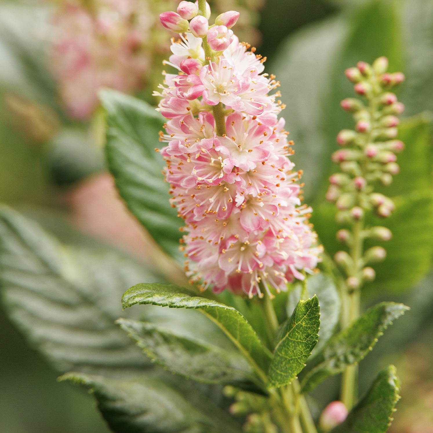 2753_Clethra_alnifolia_Ruby_Spice__2670MNC_1