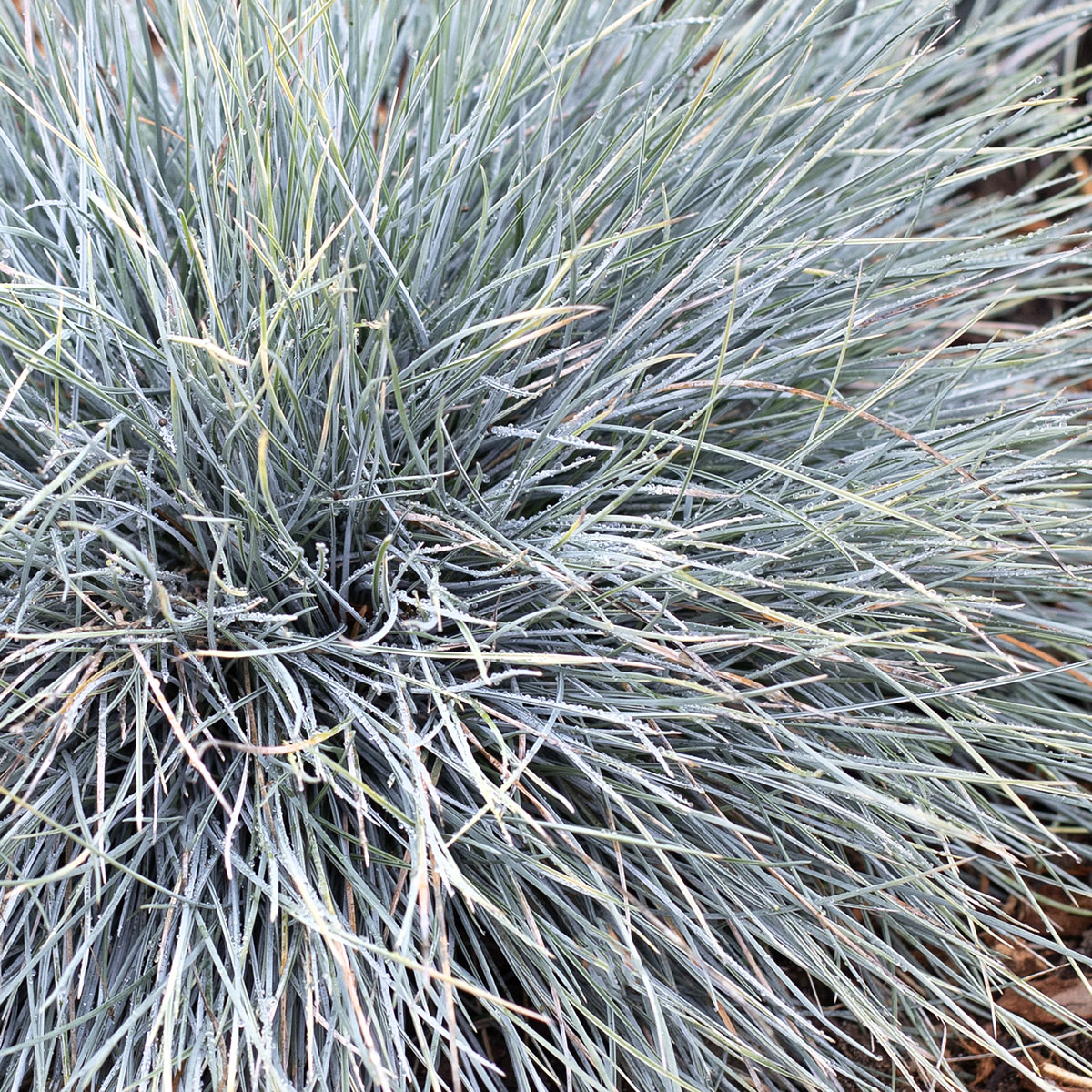 3667_Festuca_glauca_Elijah_Blue_blue_fescue_1181crop