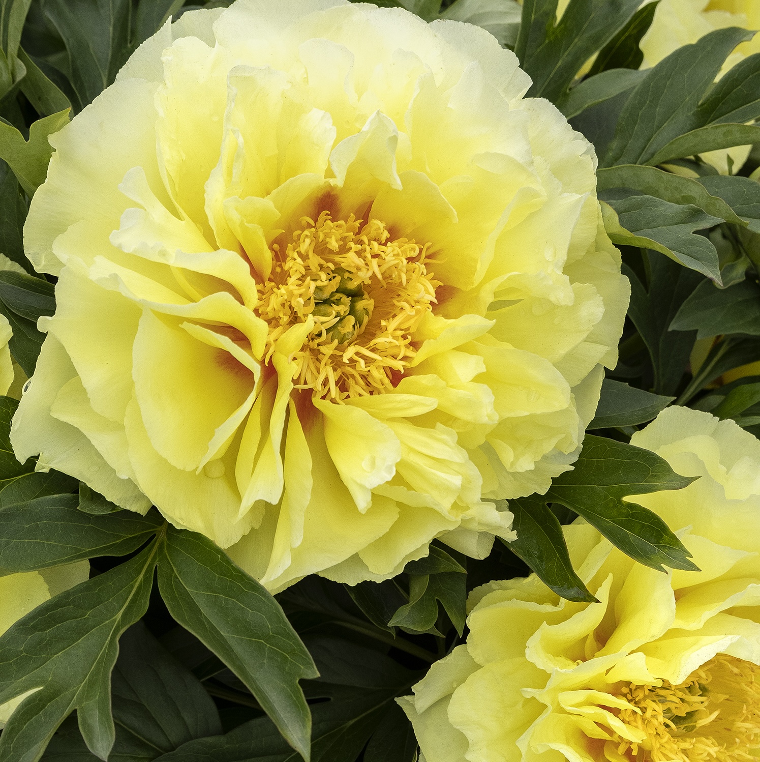 3908_Paeonia_x_Bartzella__7183MNC