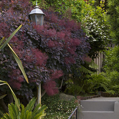 Royal Purple Smoke Tree