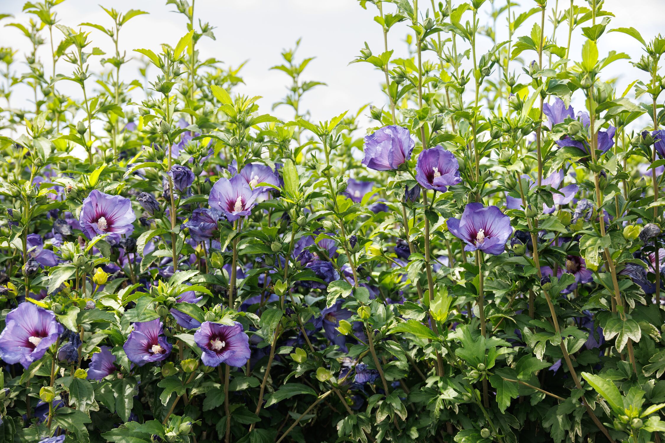 40947_Hibiscus_syriacus_Minsyre10_Chateau_de_Versailles_2893MNC