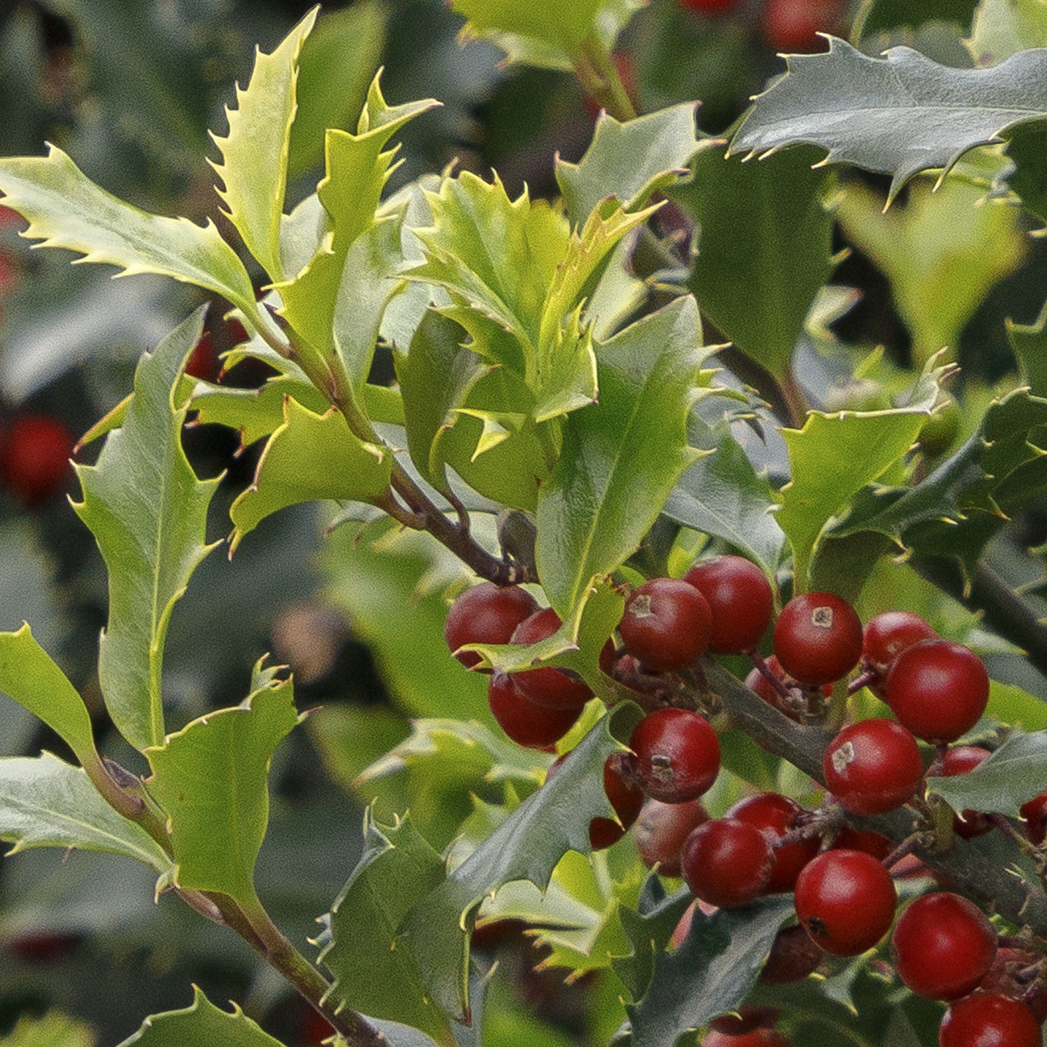 red berries on Magical Amore Holly