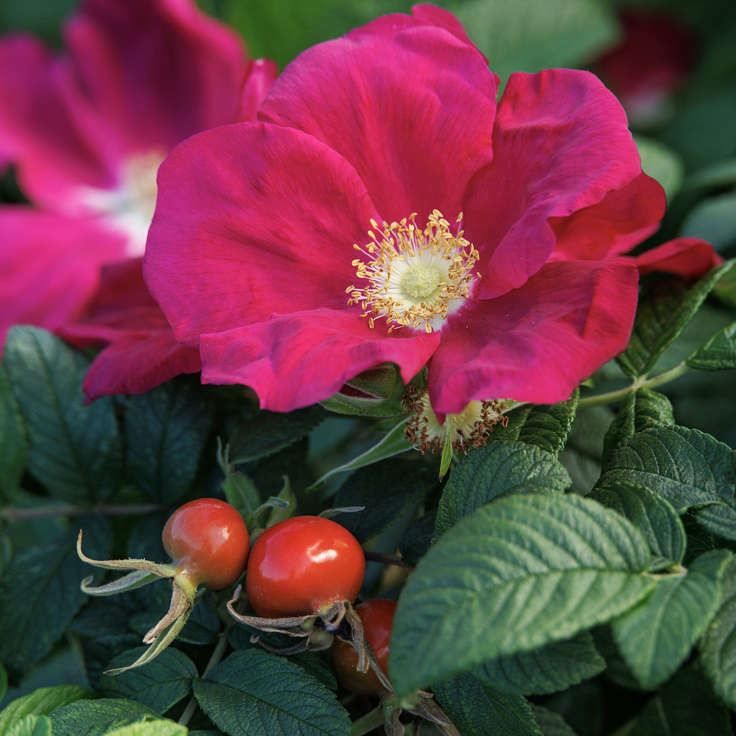 Seaside Swirl™ Red Rugosa Rose