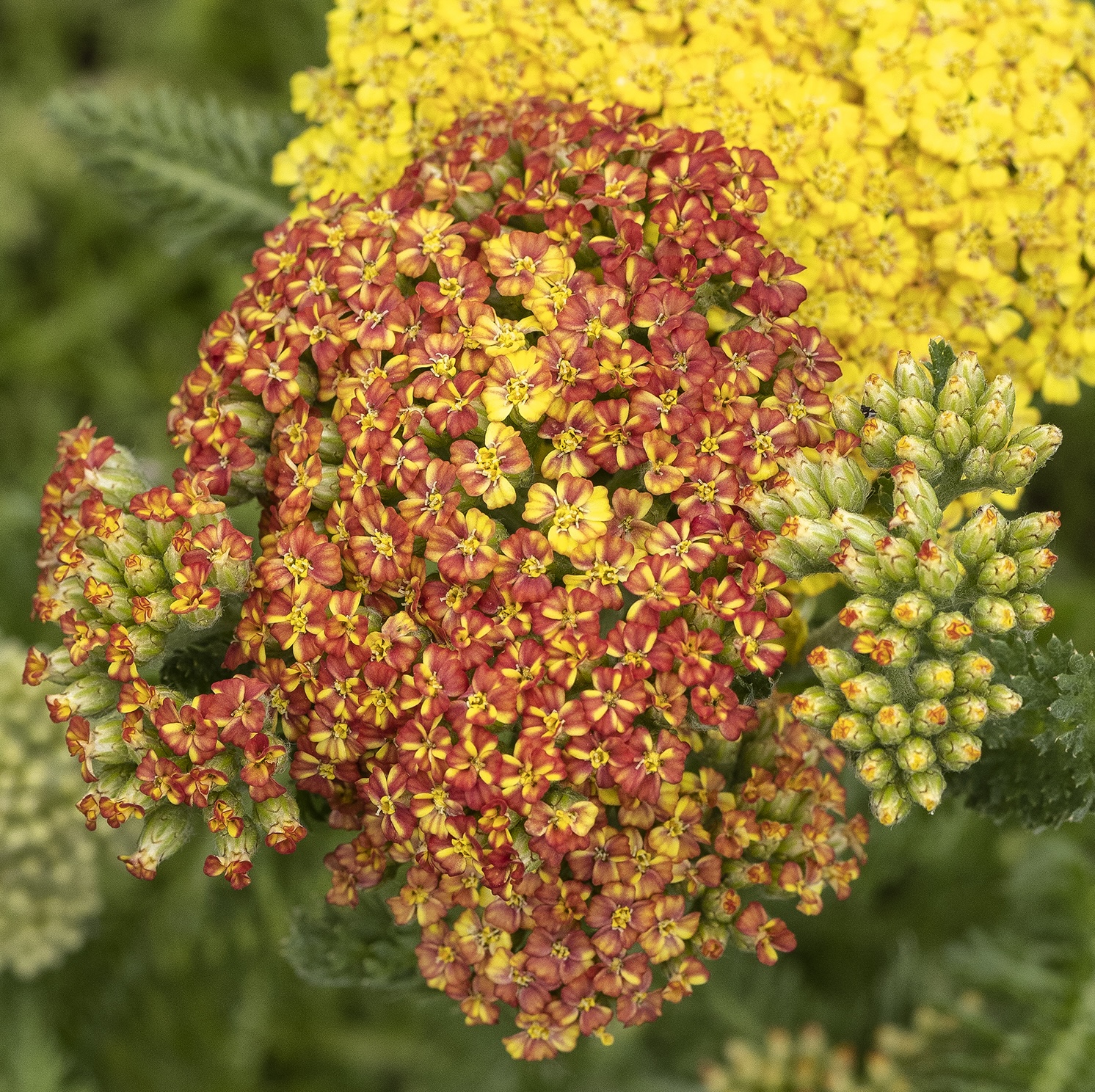 43237_Achillea_millefolium_Desert_Eve_Terracotta_7486MNC_1