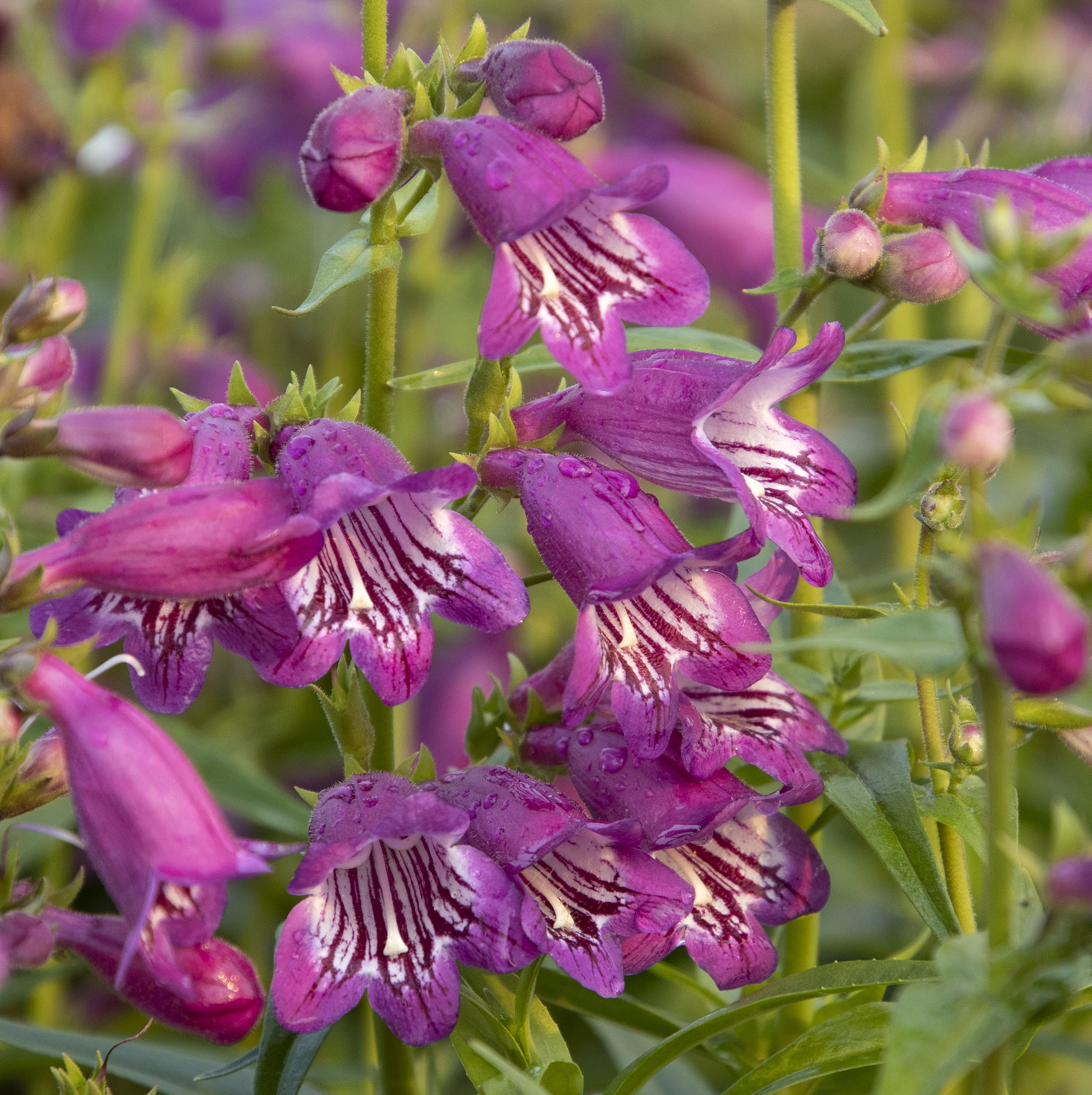 43417_Penstemon_TNPENHPU_Harlequin_Purple_9041M