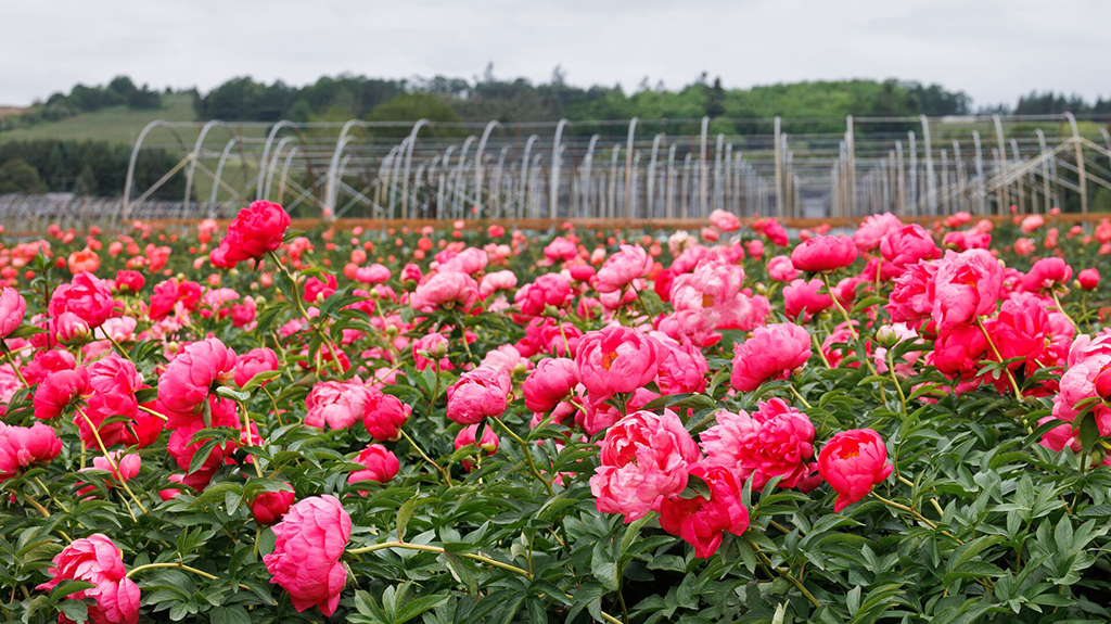 43562_Paeonia_hybrid_Cytherea_growning_field_Dayton_nursery_7947MNC_1