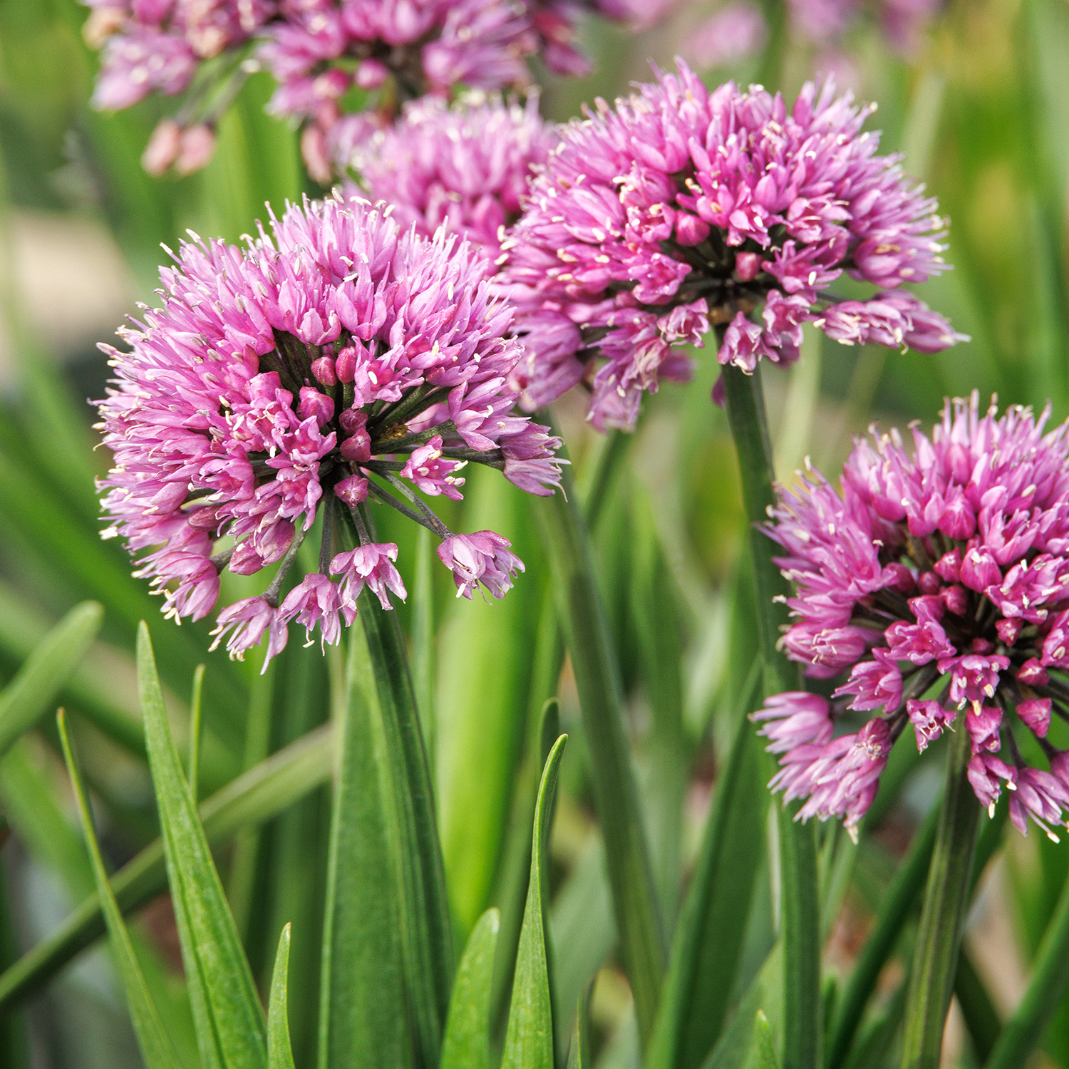 43976_Allium_hybrid_Windy_City__2762MNC