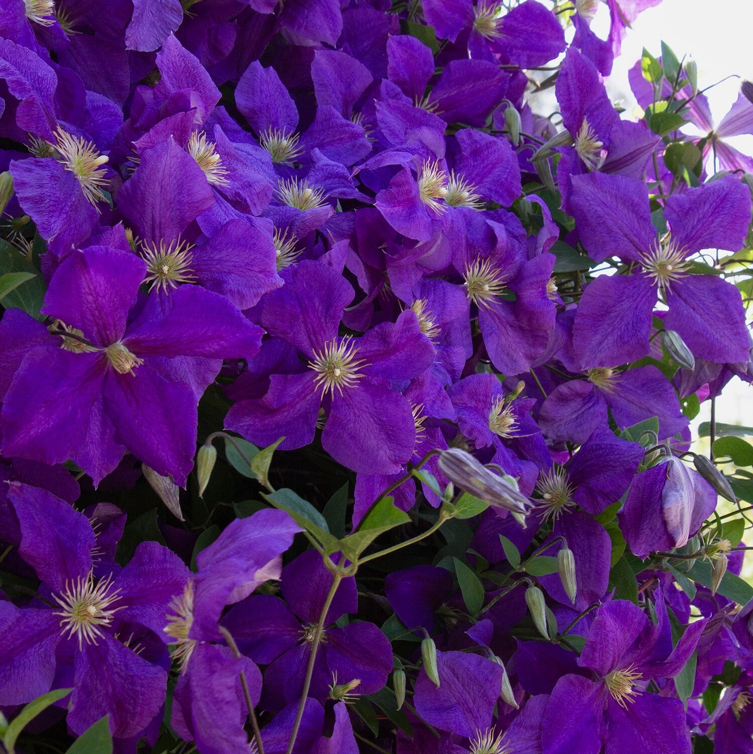 4448_Clematis_jackmanii_Superba__1600M_1