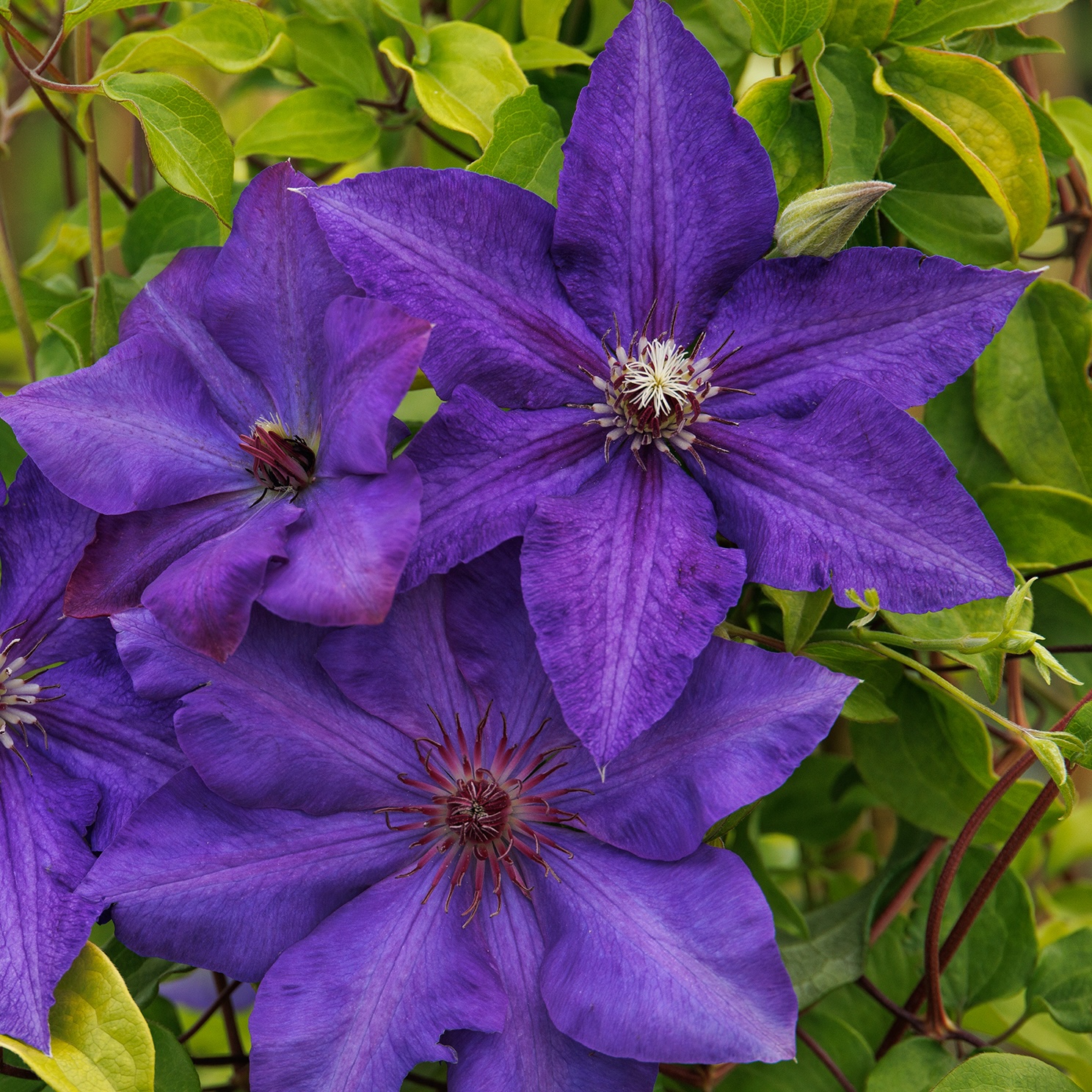 44715_Clematis_Royal_Cascade__0536MNC_1