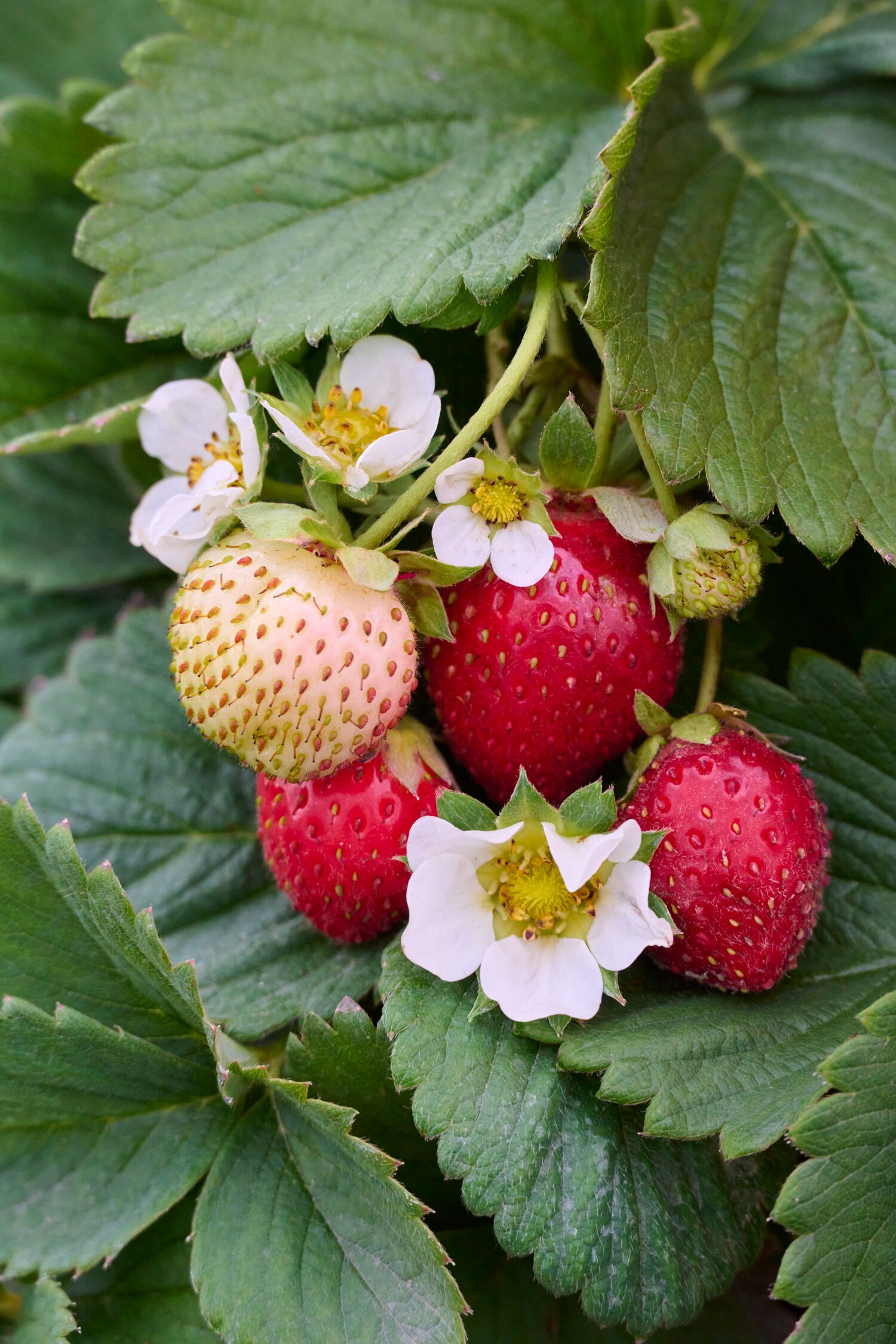 45047_Fragaria_x_ananassa_Eversweet__0370MNC_1_