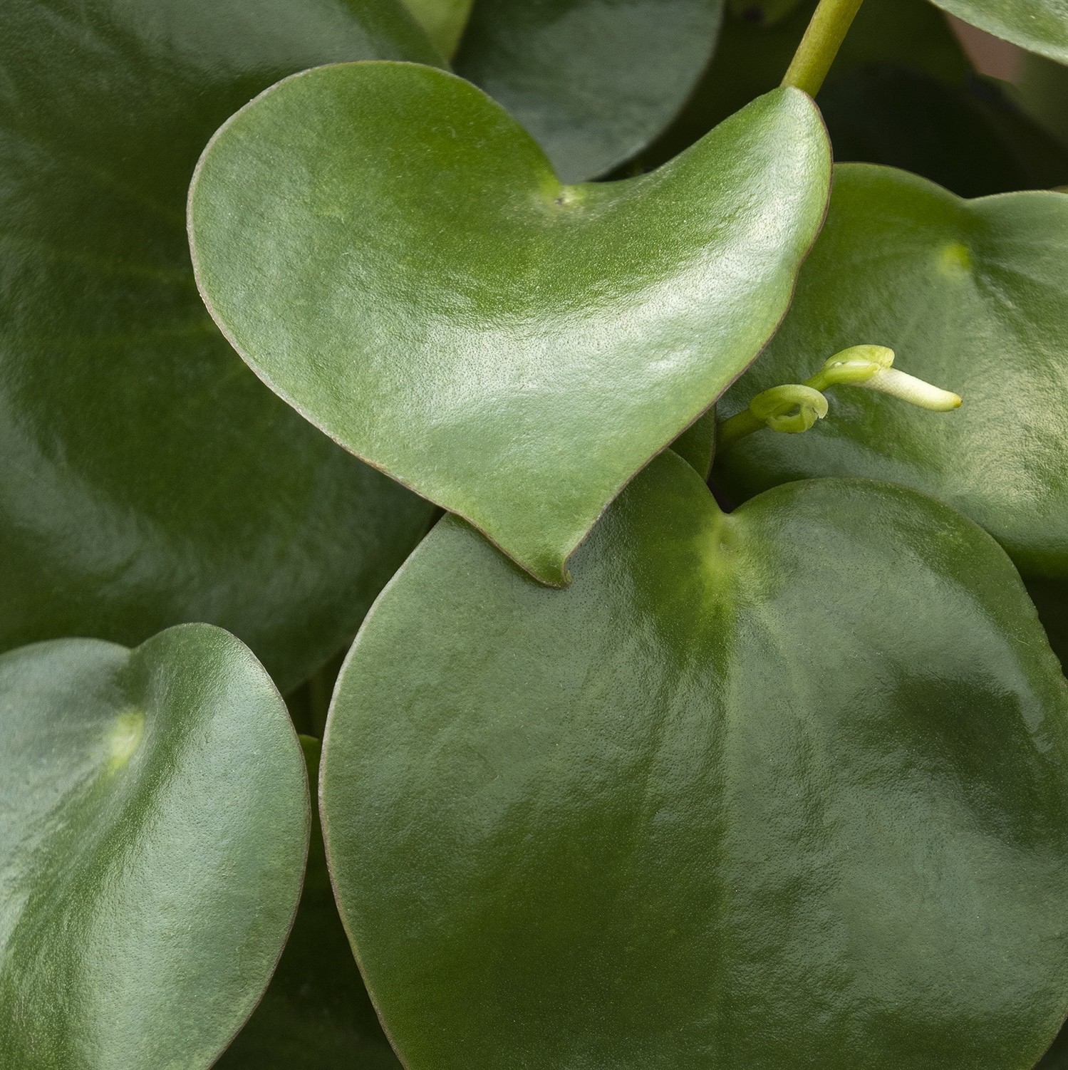 green houseplant leaves