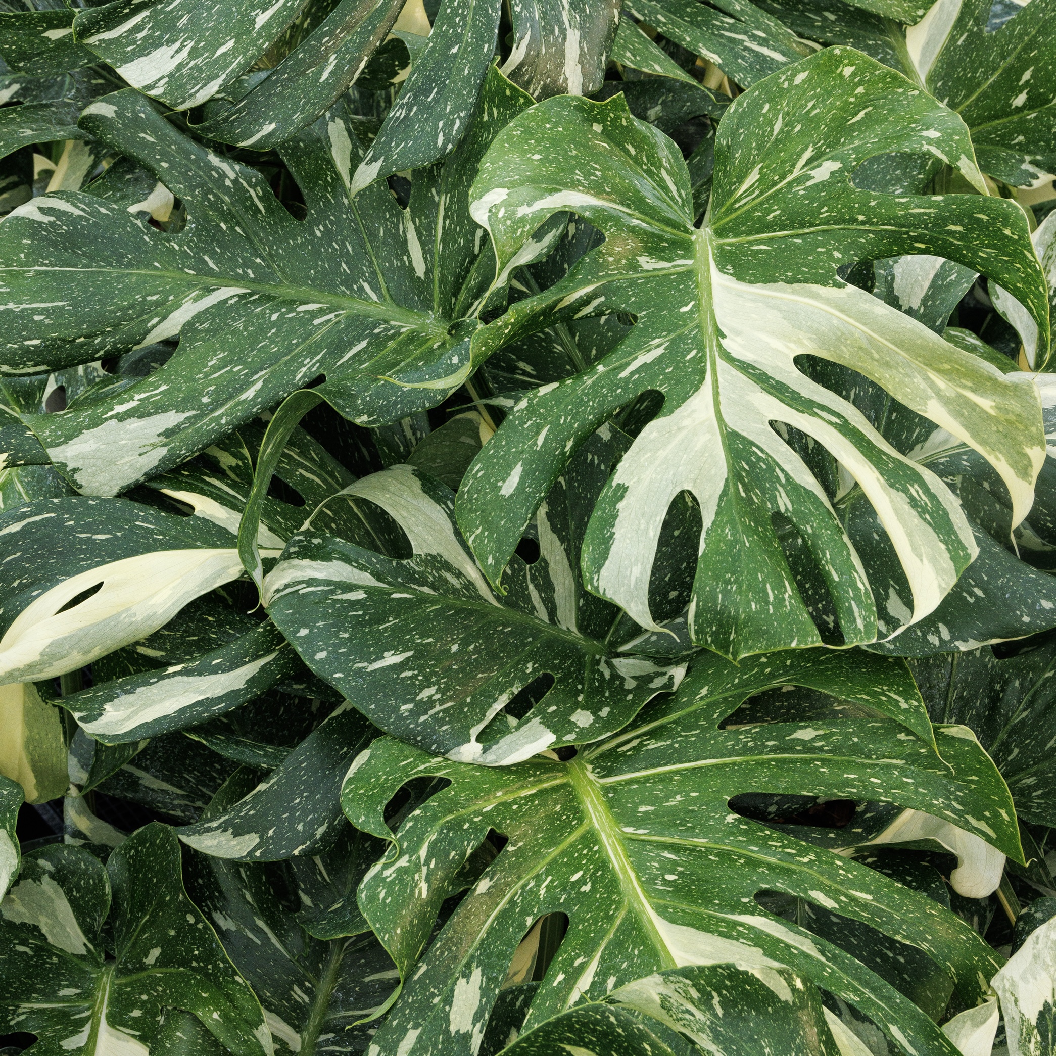 variegated white and green houseplant leaves