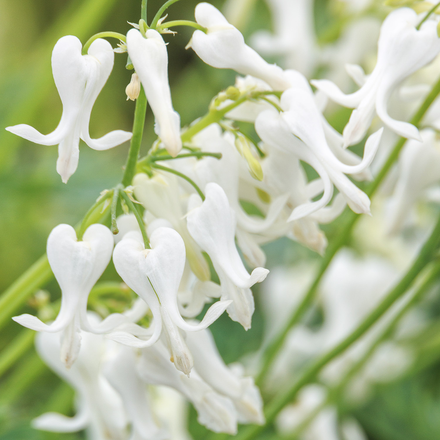 white bleeding heart flowers