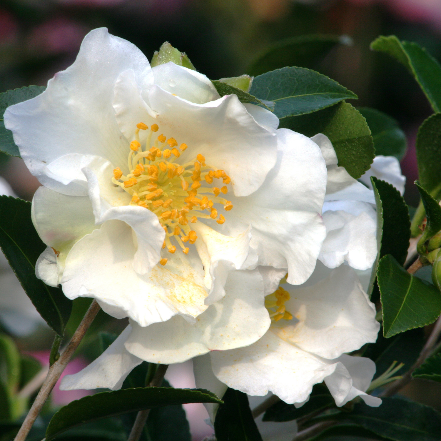 white gardenia flower