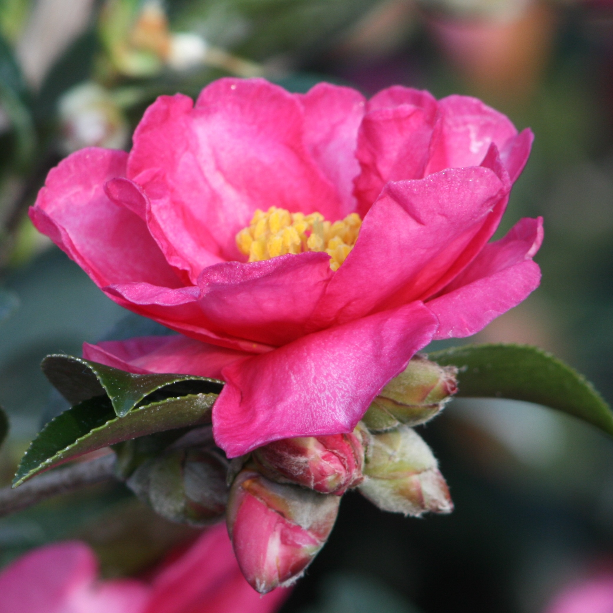 Shishi Gashira Camellia