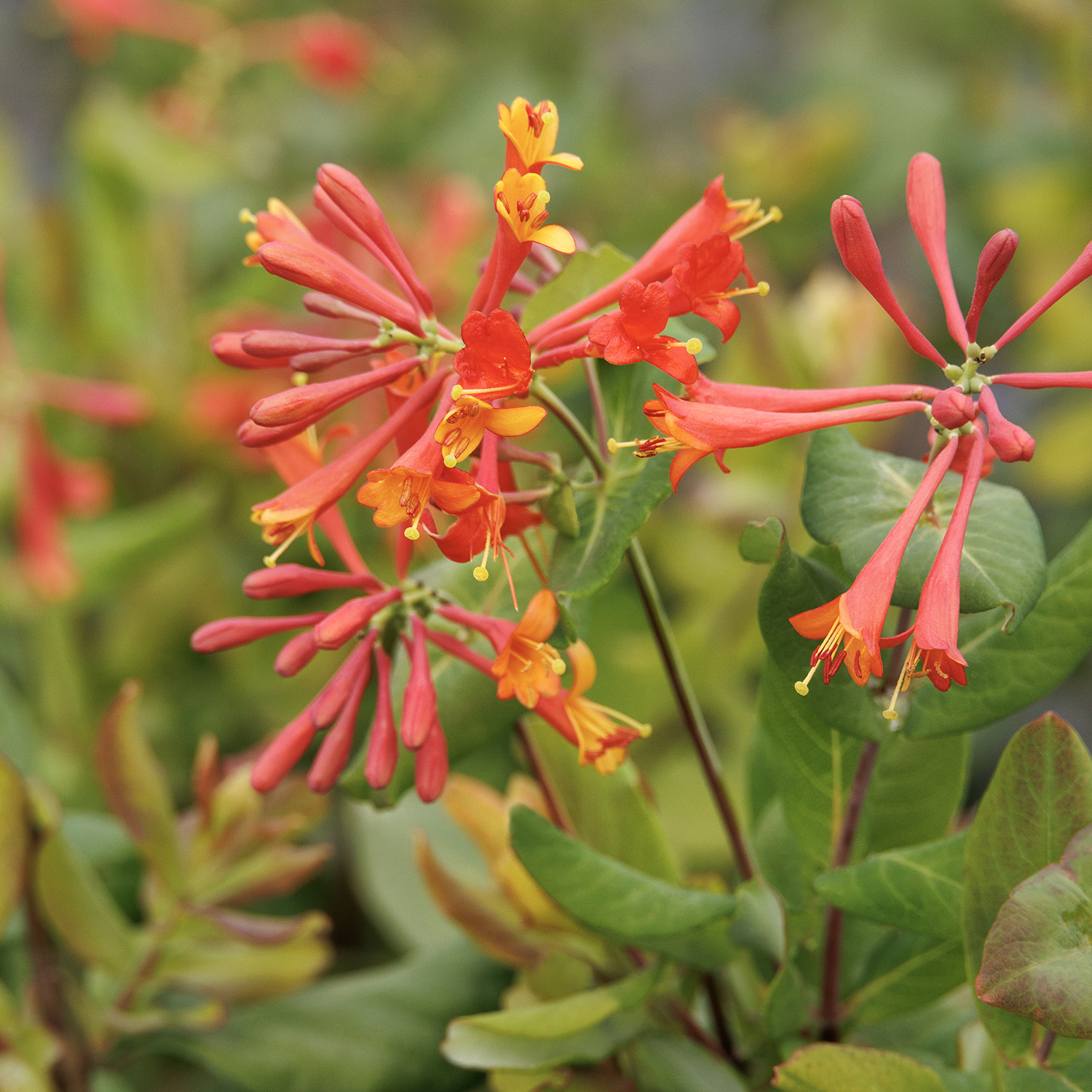 5927_Lonicera_x_brownii_Dropmore_Scarlet__3105MNC