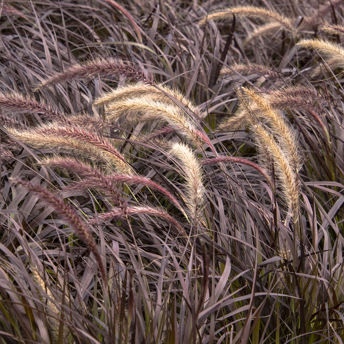 6427_Pennisetum_setaceum_Rubrum_purple_fountain_grass_2817