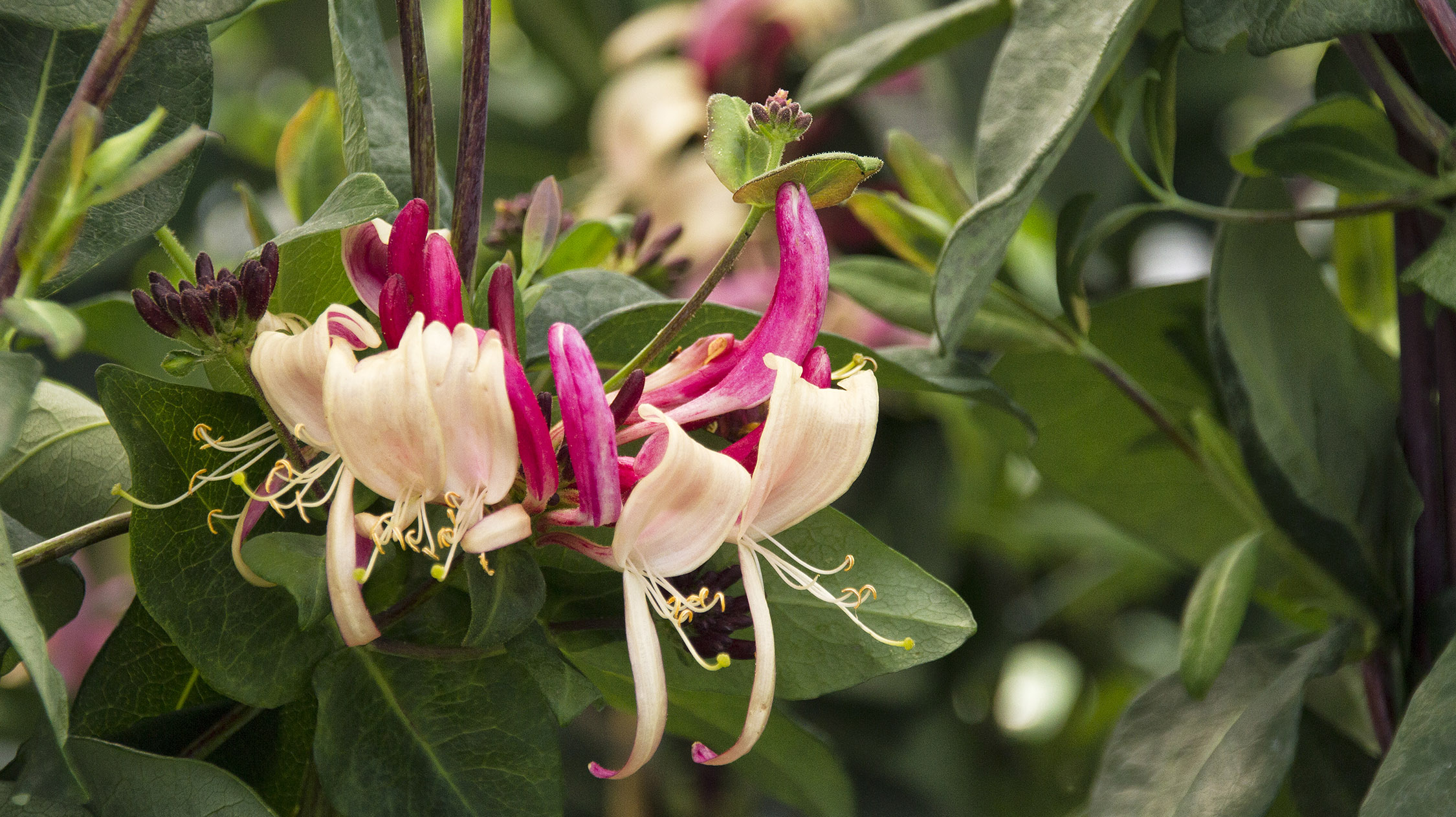 close up photo of lonicera blooms, cream, and pink