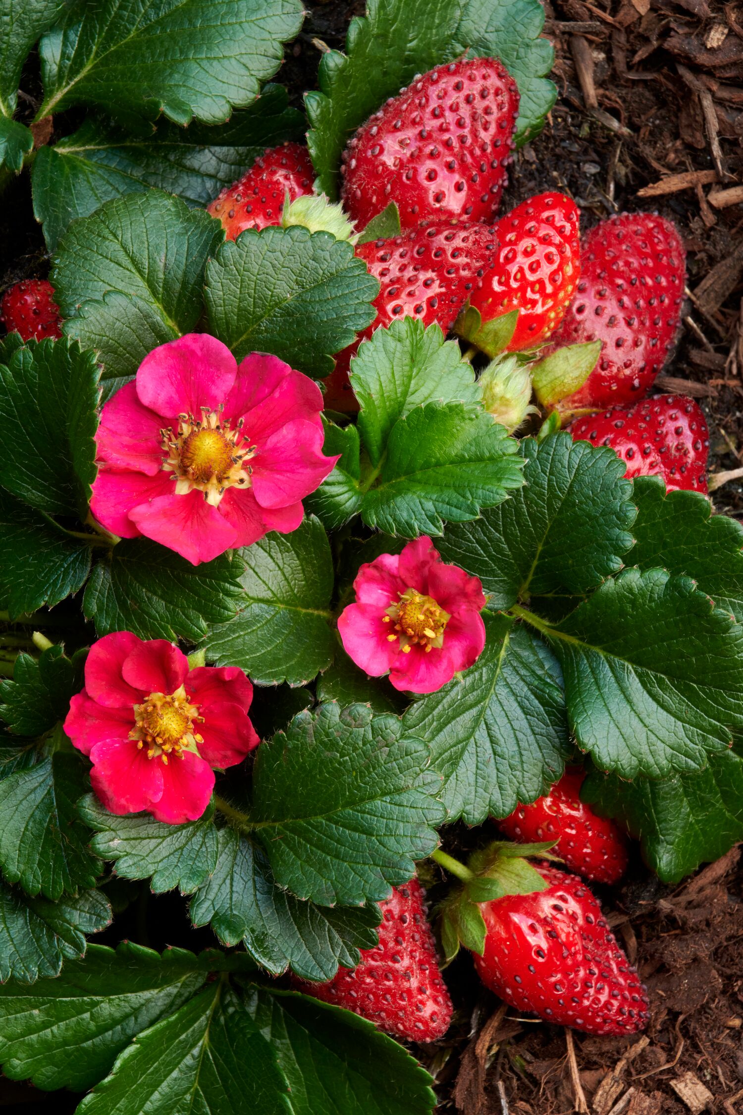 8609_FRAGARIA_X_ANANASSA_TOSCANA_031MNC