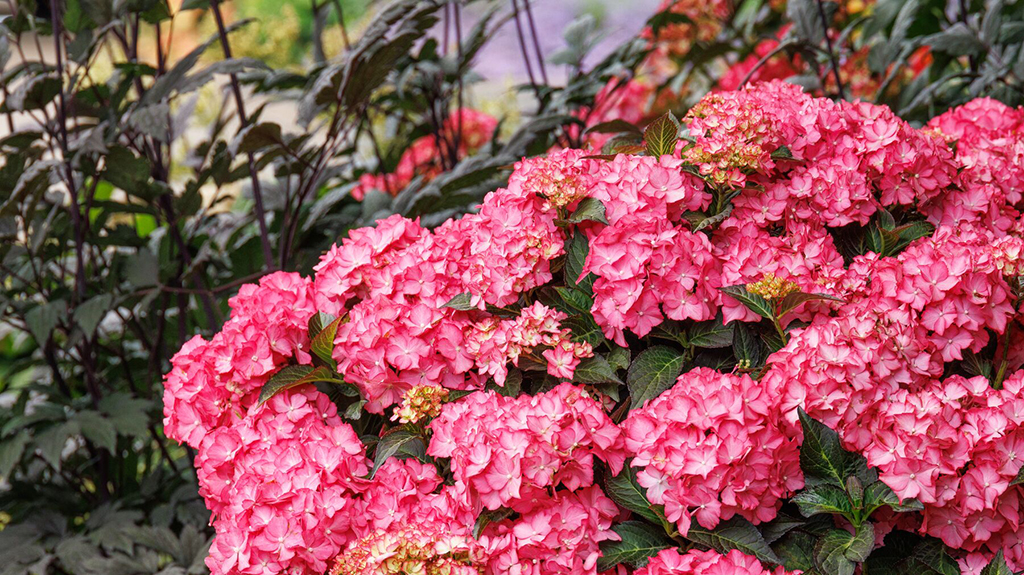 9663_Hydrangea_macrophylla_NC