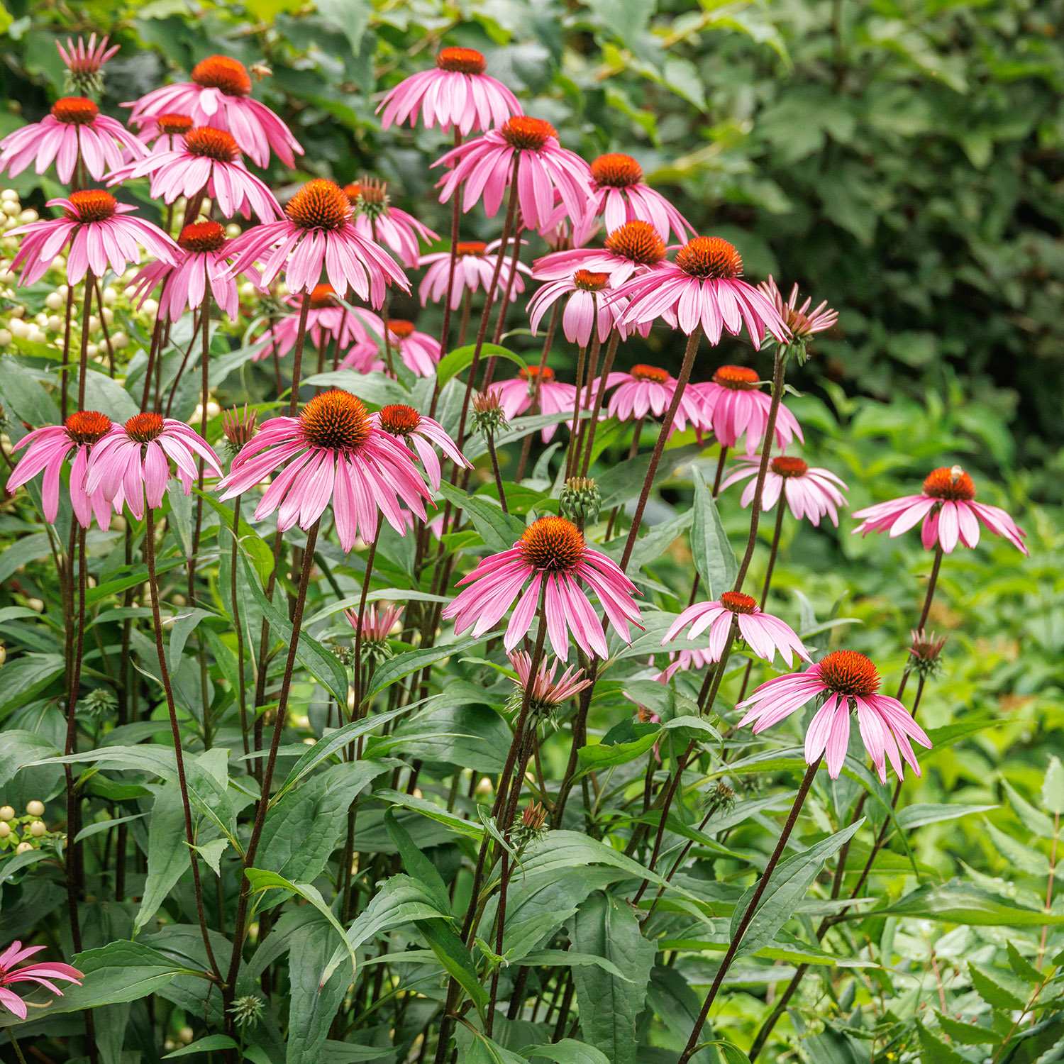 Echinacea_purpurea_Magnus__85070MNC_copy