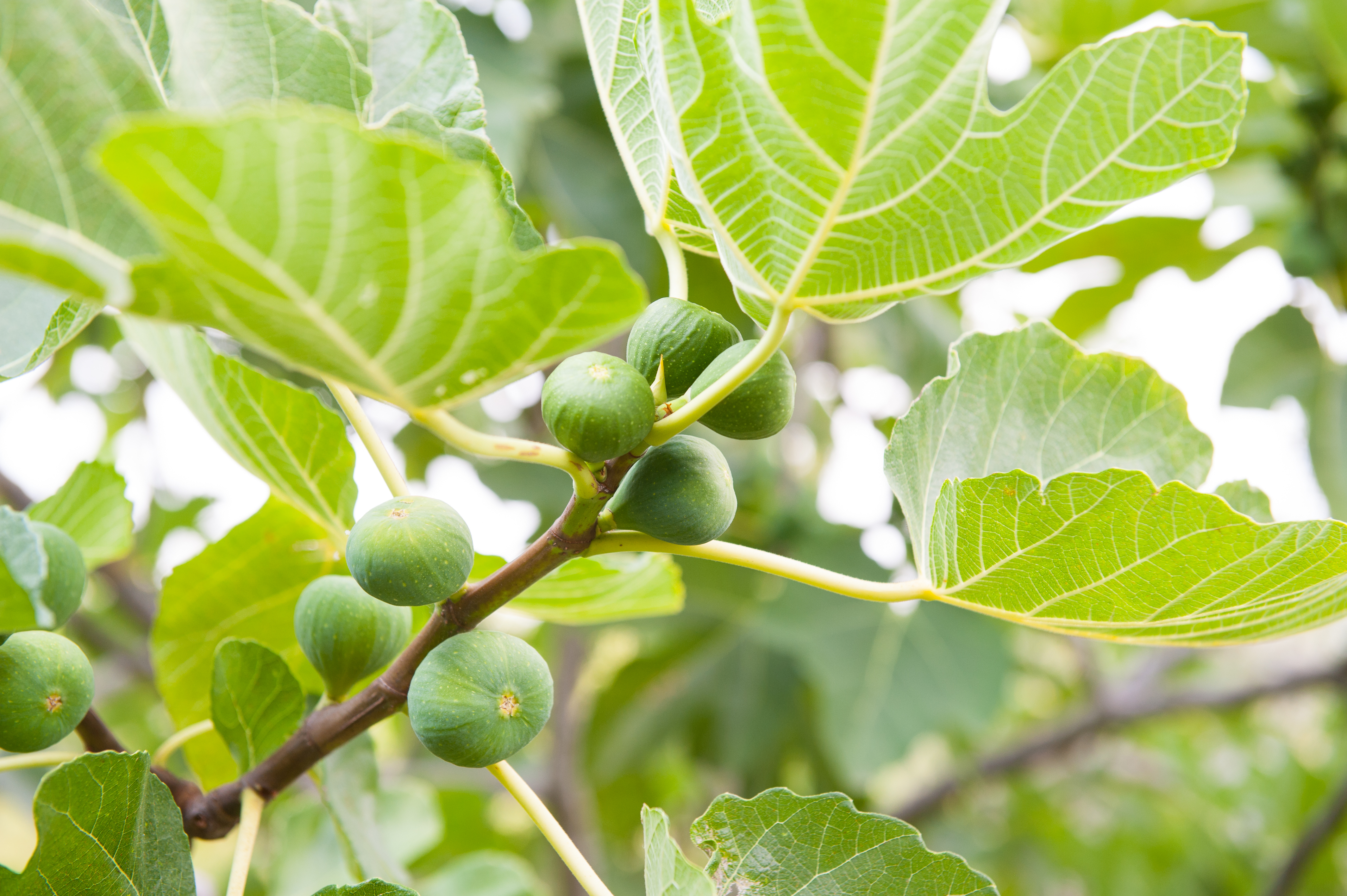 fignomenal dwarf fig close up