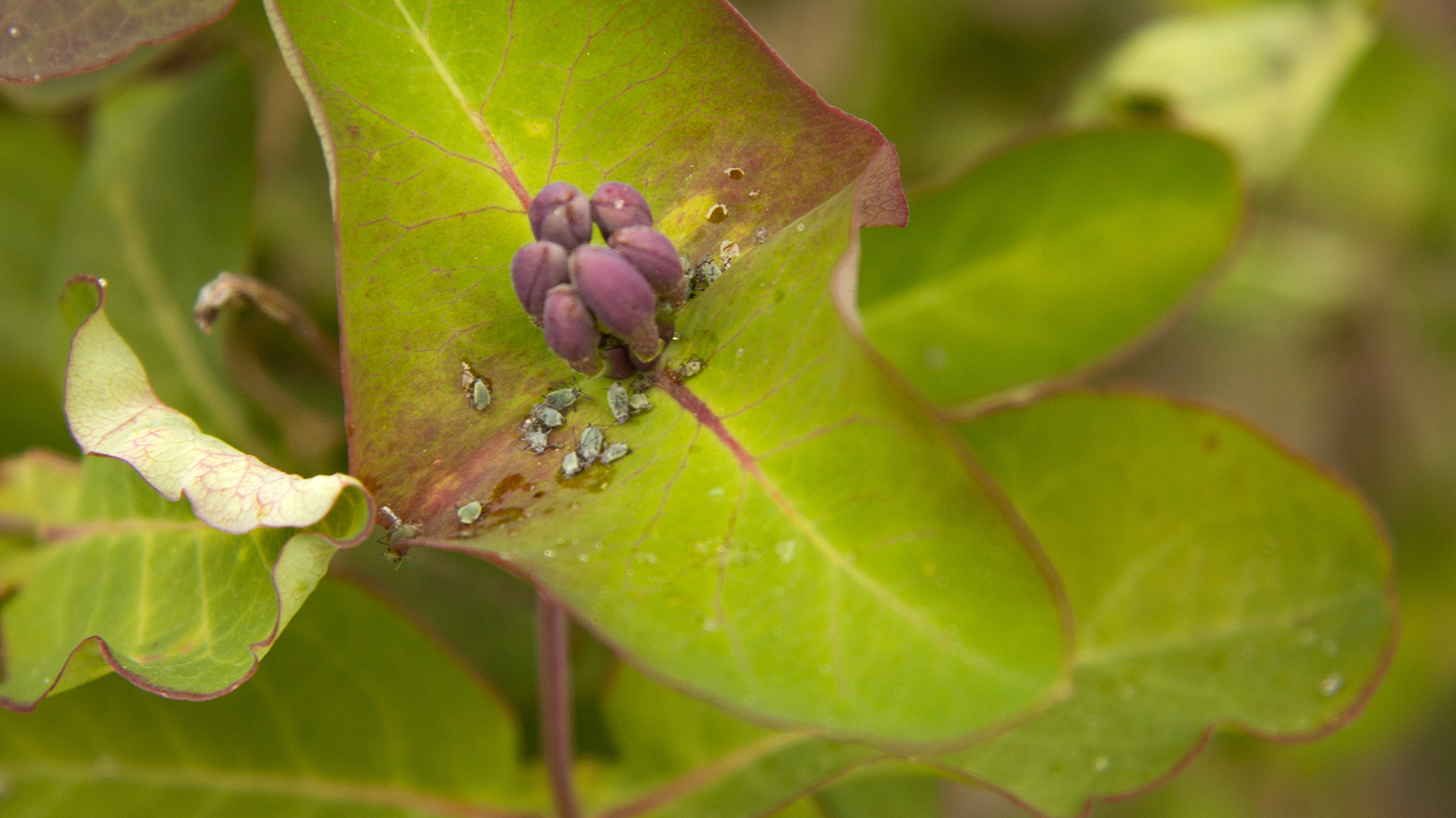 aphids on leaf