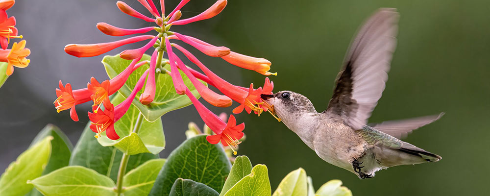 Ruby-throated-Hummingbird-and-Coral-Honeysuckle_Jane-Gamble-