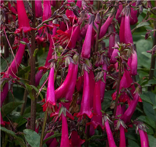 colorburst rose fuchsia