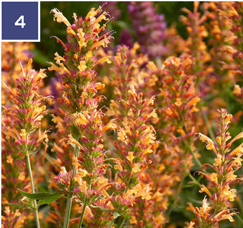 kudos gold dwarf agastache