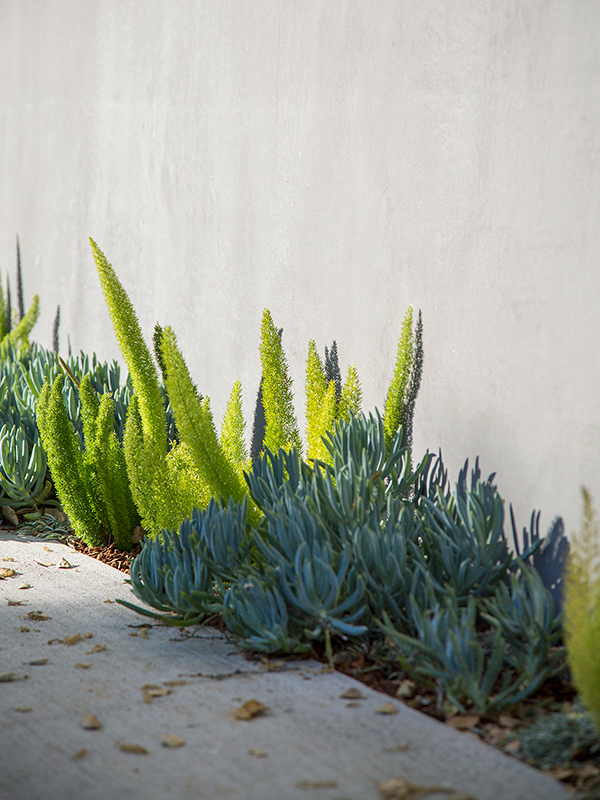 concrete path bordered with asparagus fern and blue chalkstick