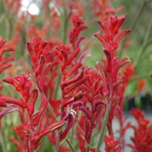 bush ballad kangaroo paw