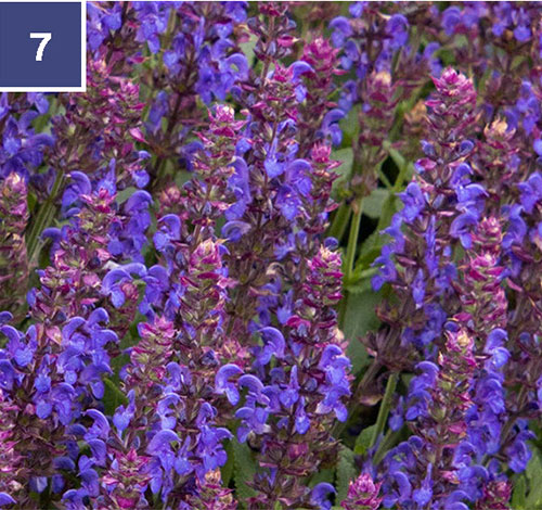 apex blue meadow sage