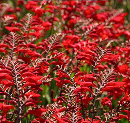 emberglow montbretia