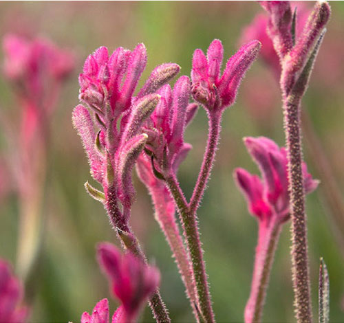 kanga pink kangaroo paw