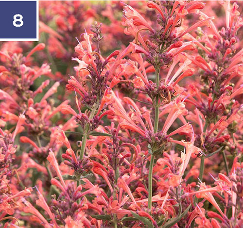 kudos coral dwarf agastache