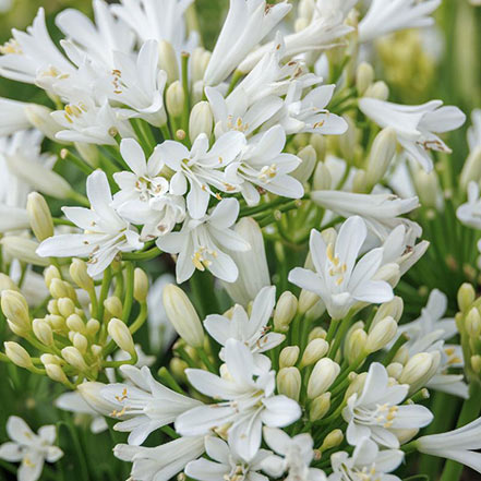 bridal veil agapanthus