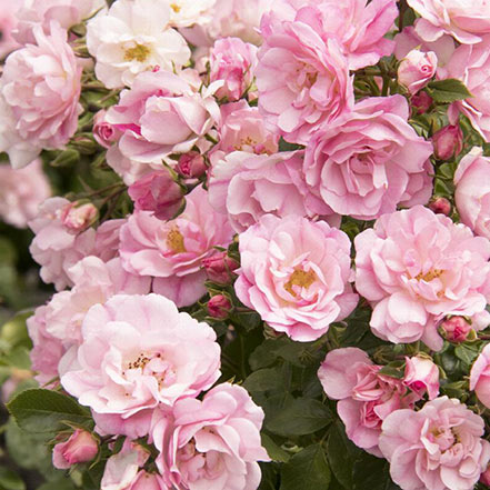 flower carpet appleblossom rose