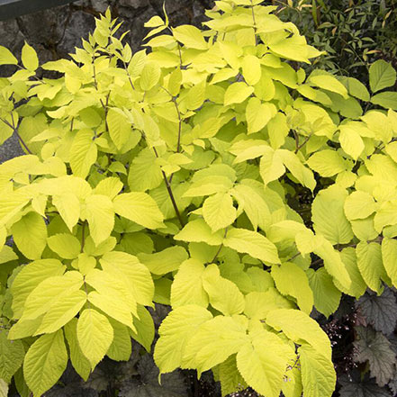 gotemba golden japanese spikenard