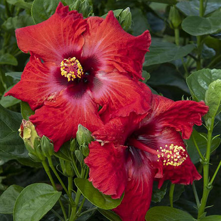 jazzy jewel ruby hibiscus