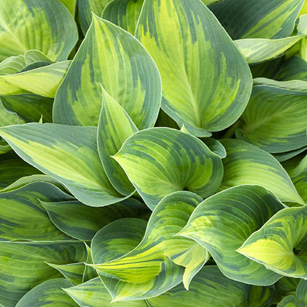 june hosta