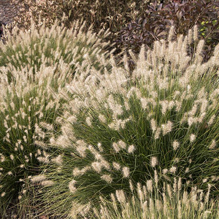 little bunny dwarf fountain grass