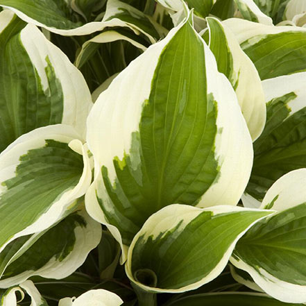 patriot hosta