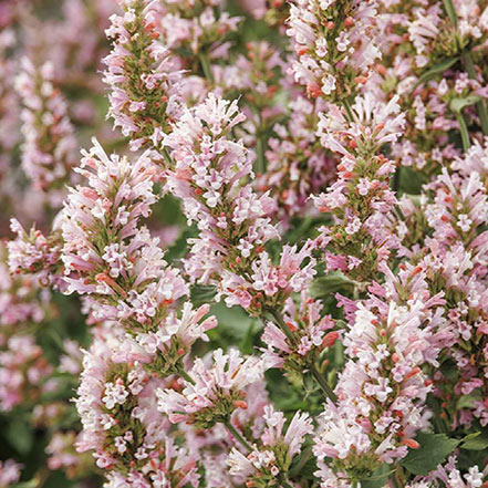 pink pearl agastache