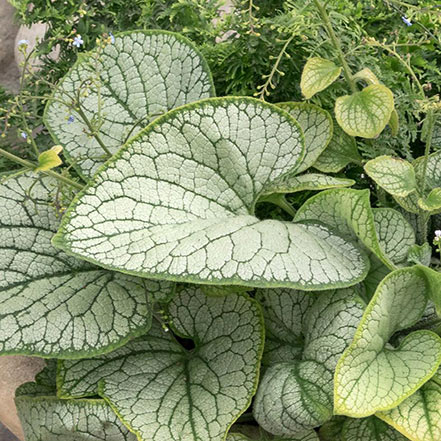 silver heart brunnera