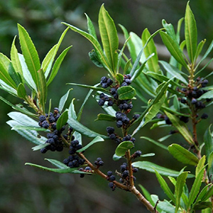 pacific wax myrtle