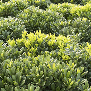 wheelers dwarf pittisporum