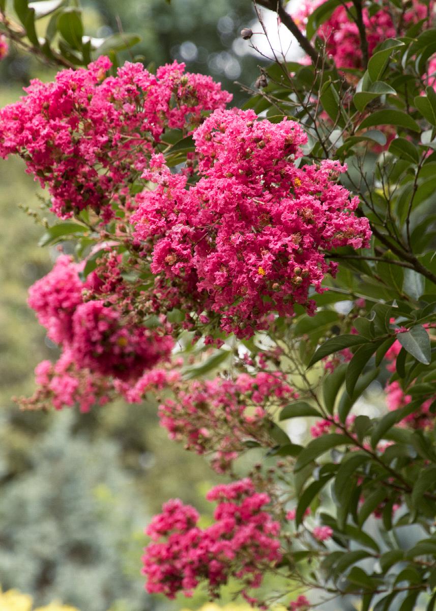 Summerlasting Strawberry Crape Myrtle